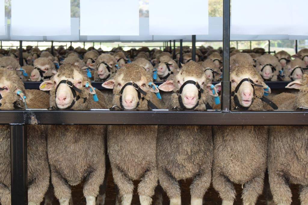 Mumblebone #Merinos Ram Sale, NSW - 150/150 selected Poll rams sold to $11000 and av. $1781. #SRSmerino