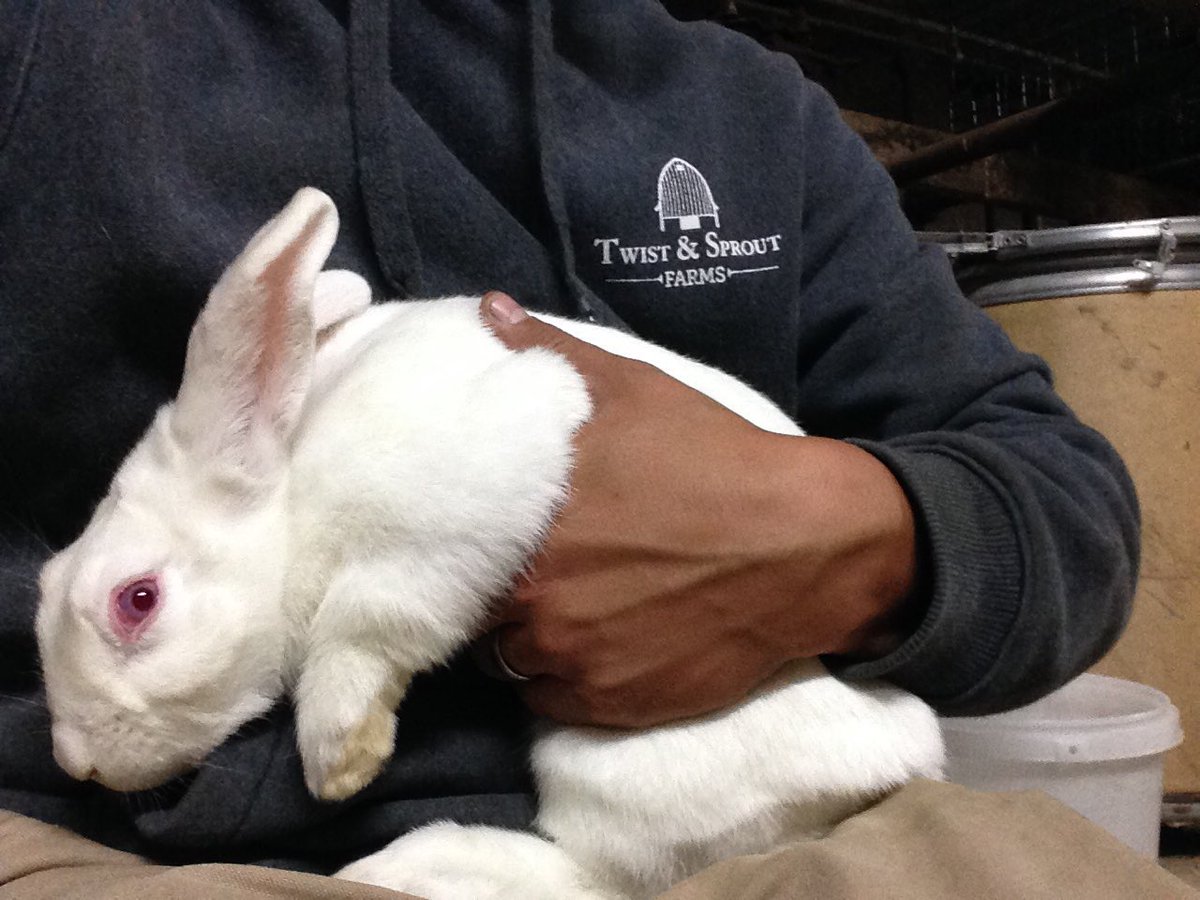 Our New Zealand buck, Yeti! He's going to make us lots of baby rabbits in the near future! 🐇🐇