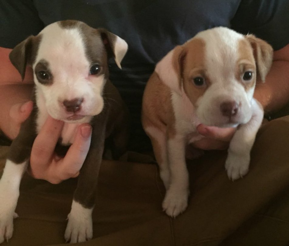 Pit Bulls 🐶 (@pitbuiis) on Twitter photo 