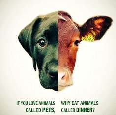 Animalrightsivy tweet picture