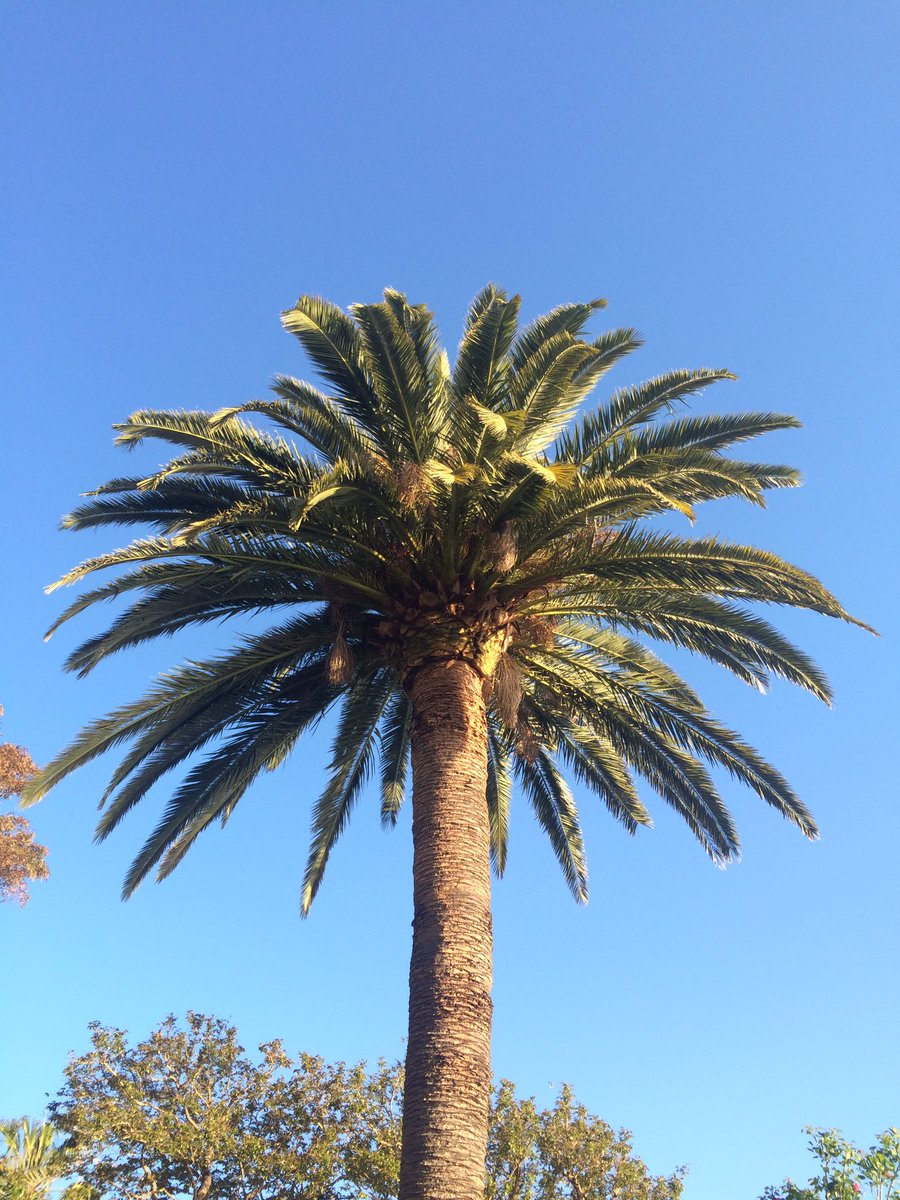 onewayseat's tweet photo. Cremorne Point, Sydney! #Cremornepoint #Sydney #Australia #travel #walk #beauty    #beautiful #wanderlust #adventure https://t.co/BuxWhrPHYH