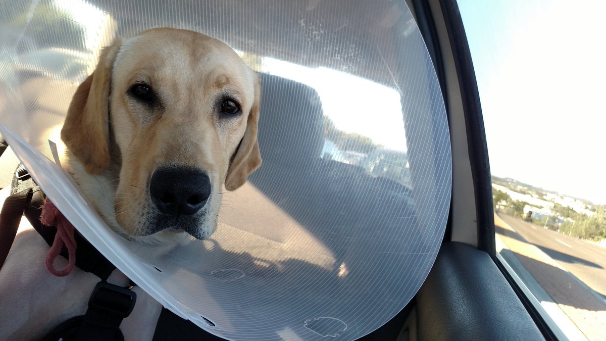 VarcoCycles's tweet image. Our #YellowLab Kirby on his way home from elbow surgery and a neuter! #Tired