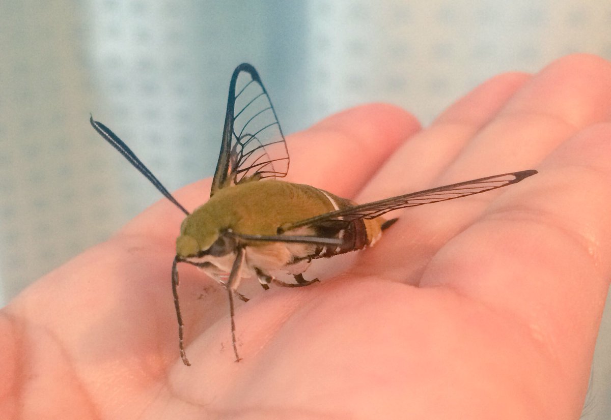 ちいすかしばは生きてる Auf Twitter オオスカシバ は 本州の関東以南では身近な昆虫ですが 色んな魅力に溢れていて 何より知っていればそのへんで出会えて かわいい 昼にホバリングしてるのに こんな姿で 蛾 って 最高に面白い虫だと思います