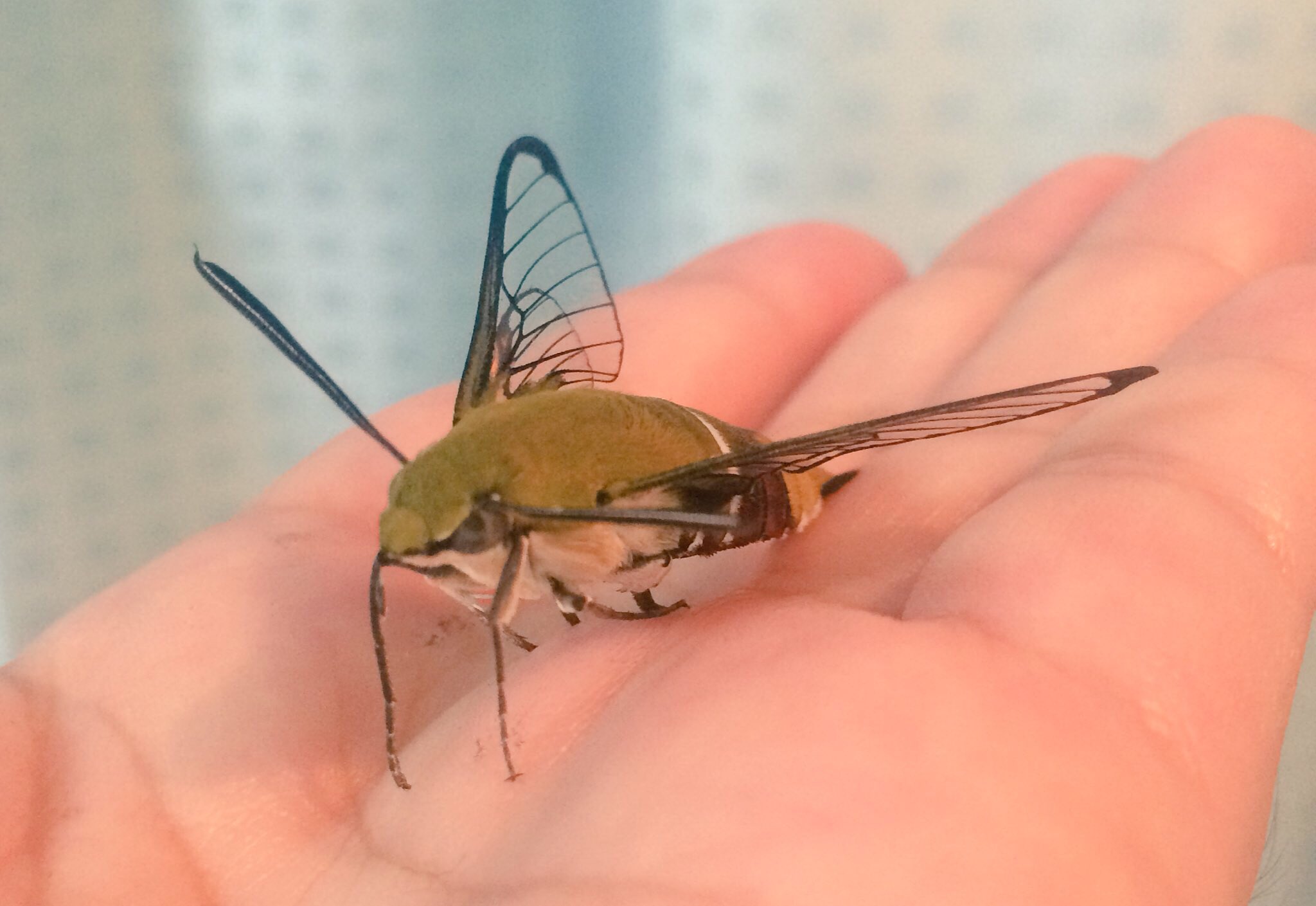 ちいすかしばは生きてる オオスカシバは 本州の関東以南では身近な昆虫ですが 色んな魅力に溢れていて 何より知っていればそのへんで出会えて かわいい 昼にホバリングしてるのに こんな姿で 蛾 って 最高に面白い虫だと思います オオスカシバ