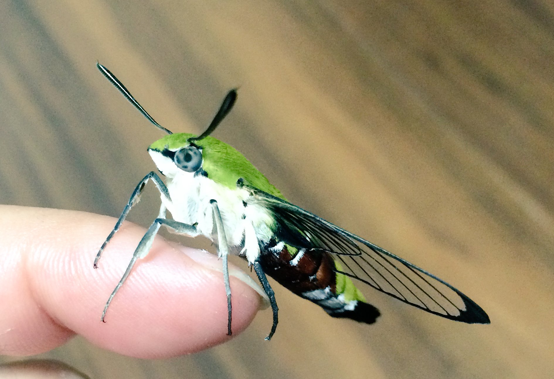 ちいすかしばは生きてる オオスカシバ は 本州の関東以南では身近な昆虫ですが 色んな魅力に溢れていて 何より知っていればそのへんで出会えて かわいい 昼にホバリングしてるのに こんな姿で 蛾 って 最高に面白い虫だと思います オオスカシバ