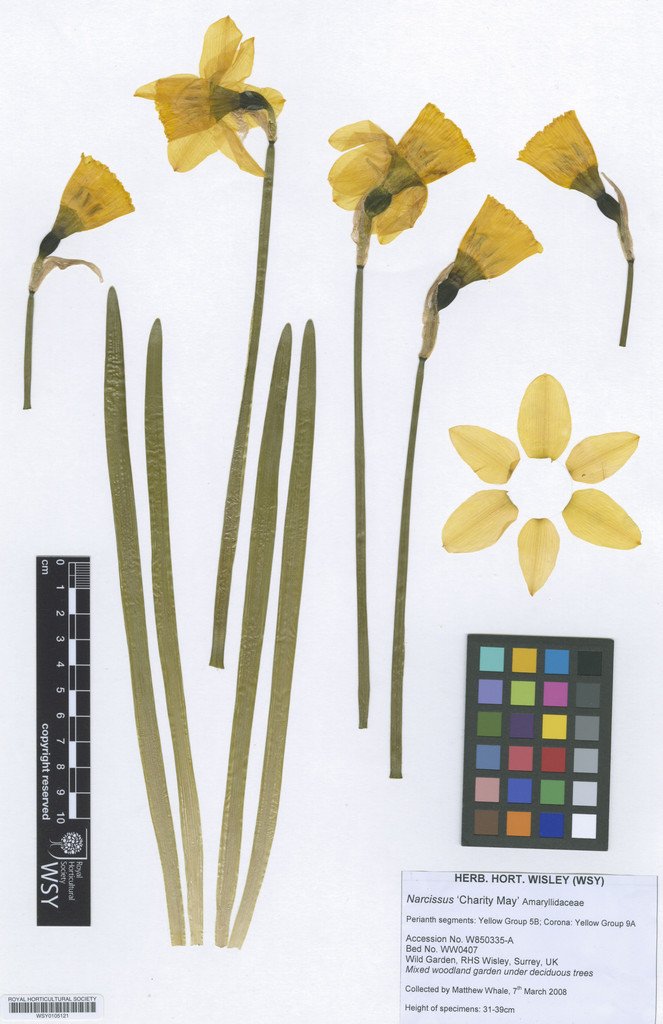 Spotted on #Poldark 2:5 Narcissus, in the borders of the late Francis's pad, specimen <a href="/The_RHS/">The RHS</a> herbarium, sadly lacking a 'Fools Gold'.