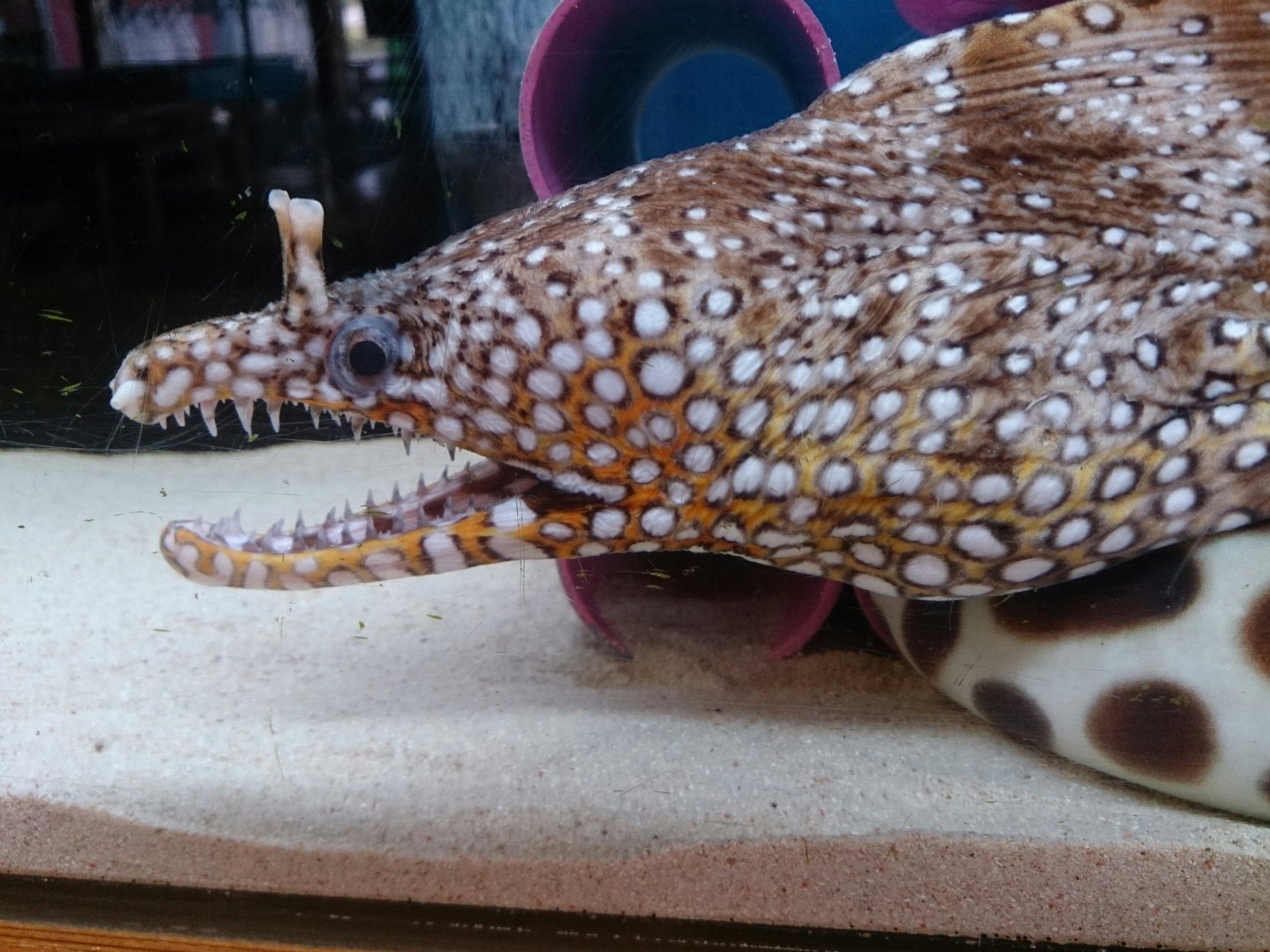 ほたてぃーの グッズ通販受付中です 鳥取にある かにっこ館 というカニ中心の水族館 も楽しかったです 小さめの建物ですが面白い生き物もいたりさかなクンの手描きイラストがあったり見応えありました しかも入場無料でございました ウツボちゃんかっこ