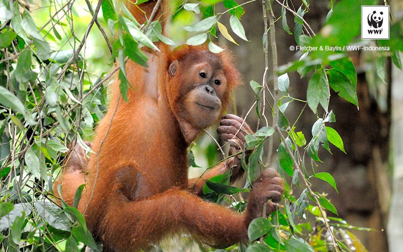 Happy #WorldHabitatDay! Conserving our world’s habitats is essential to protecting the 🌏  &amp; its wildlife, such as this adorable orangutan❤️