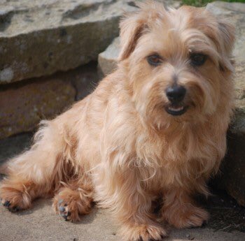 LULU Norfolk Terrier #Missing from #SkiplamGrange Nawton York #Yorkshire 22.09.16 @DoglostUK doglost.co.uk/dog-blog.php?d… Call 07880 545 545
