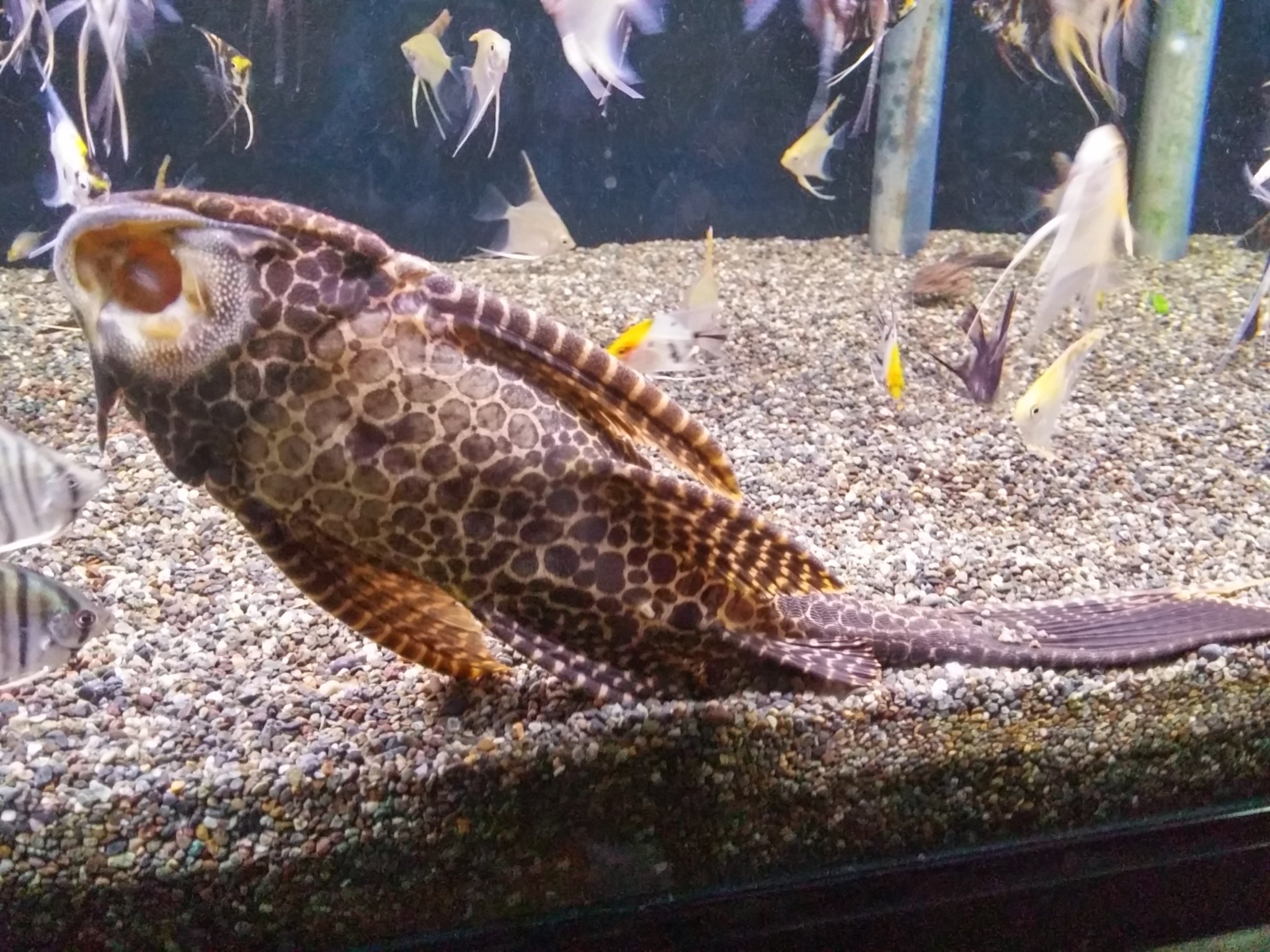 Sei 華やかで綺麗な彩りの熱帯魚たちも素敵だけれど 個人的には彼らのようなユニークなお魚さん 大好き スタッフさんたちも笑顔で明るい雰囲気がよかった いつか水槽やってみたいなぁ トロピランド小平店 熱帯魚 T Co