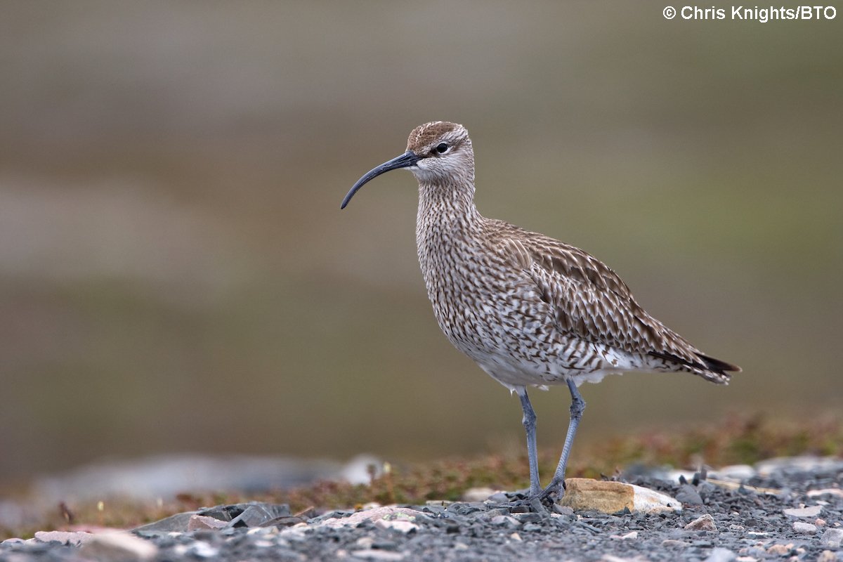 Nice blog post by <a href="/GrahamFAppleton/">Graham Appleton</a> on new #BirdStudy paper about habitat requirements of breeding Whimbrel bit.ly/2dkGOOp