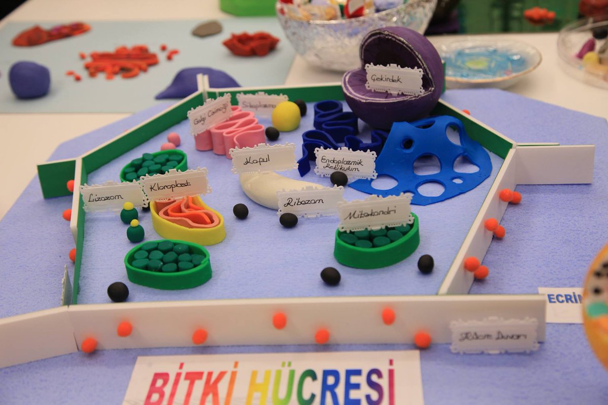 acibademkoleji's tweet image. HÜCRELERİ PASTALARA DÖNÜŞTÜRDÜK!#ozelacibademkoleji  #fenbilgisi #odev #hücreler #pastalar #eğlenereköğrenmek