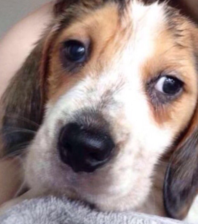 STOLEN #swansea #wales #ROXY tri #beagle 4mth pup and #GYPSY lemon 4mth pup, plus cav pup #STOLEN Pls RT facebook.com/TeamBeagleLost…