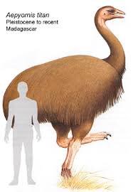 AnneAMadden's tweet photo. The terrifying &amp; cool Elephant birds: the new species I learned about thanks to @calacademy #MuseumMonday #dinochicken #bigbird #bigomlette https://t.co/wCx0Pbw5nL