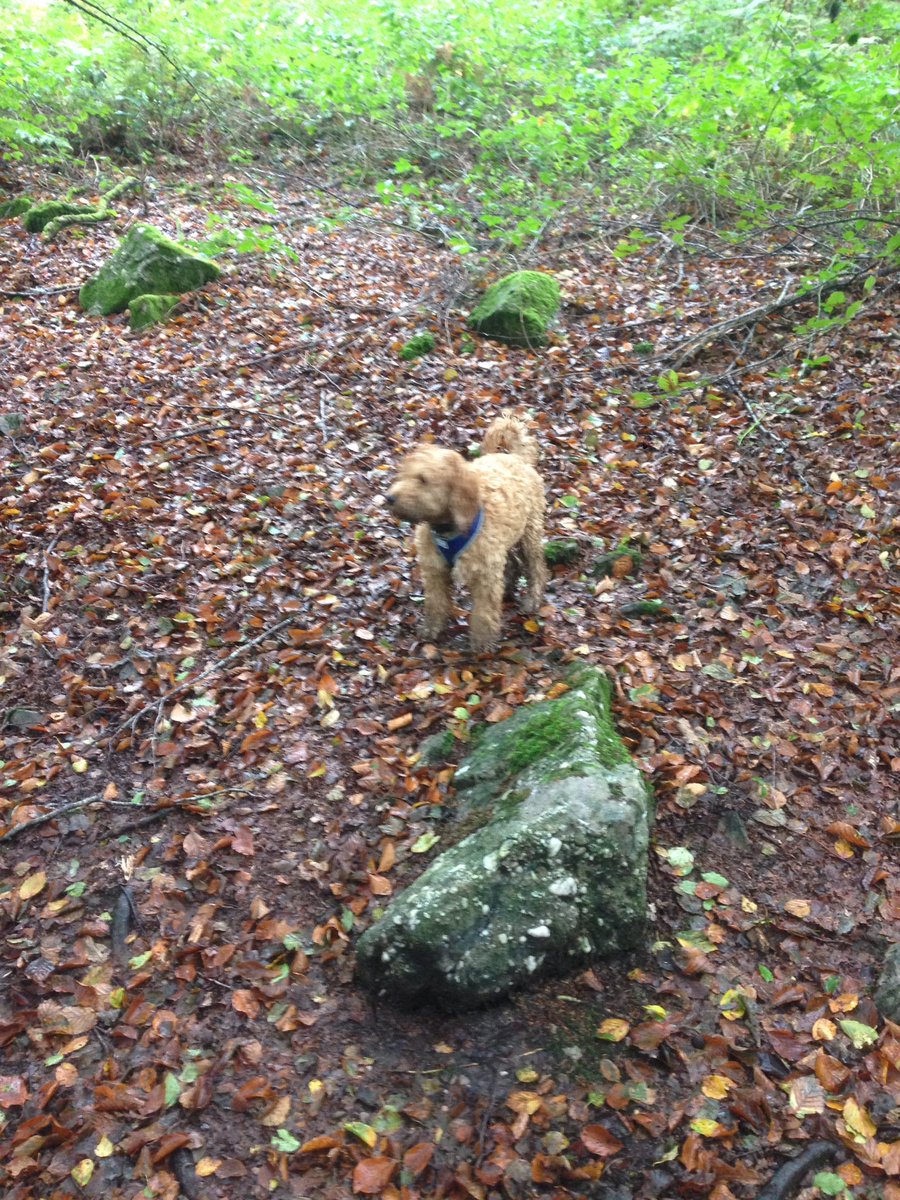 walkingwithsam's tweet image. Very lucky girl to walk this beautiful teddy