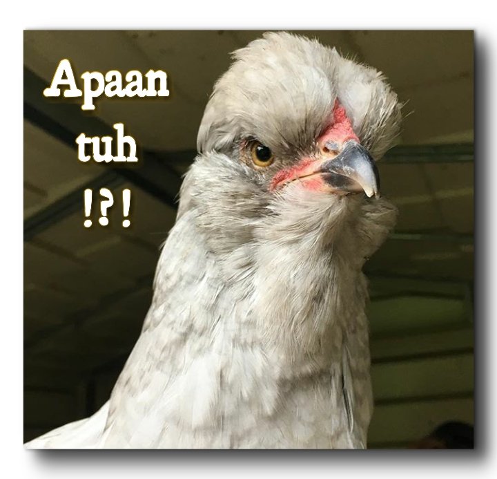 kevinbuncit's tweet photo. #apaantuh #quotes #kata #ungkapan #gambar #lucu #humor #kocak #ngebanyol #guyonan https://t.co/zpdmLLSPh2