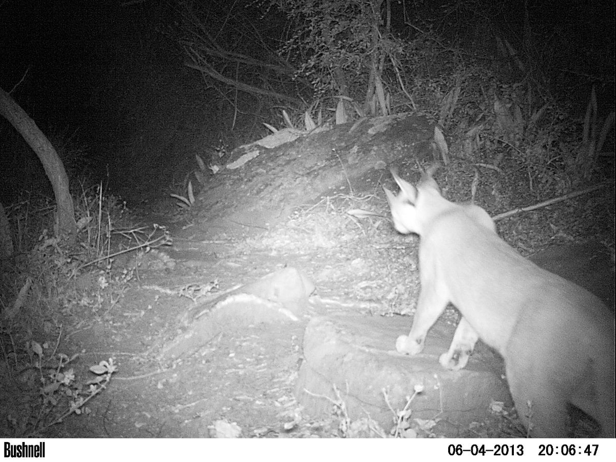 KZNTRAILRUNNING's tweet photo. Some of the critters that wander the trails at Hilton College by night. Will YOU be one of them?? #nighttrail Info: https://t.co/vtupmeYEnE https://t.co/DxSoJCqCnu