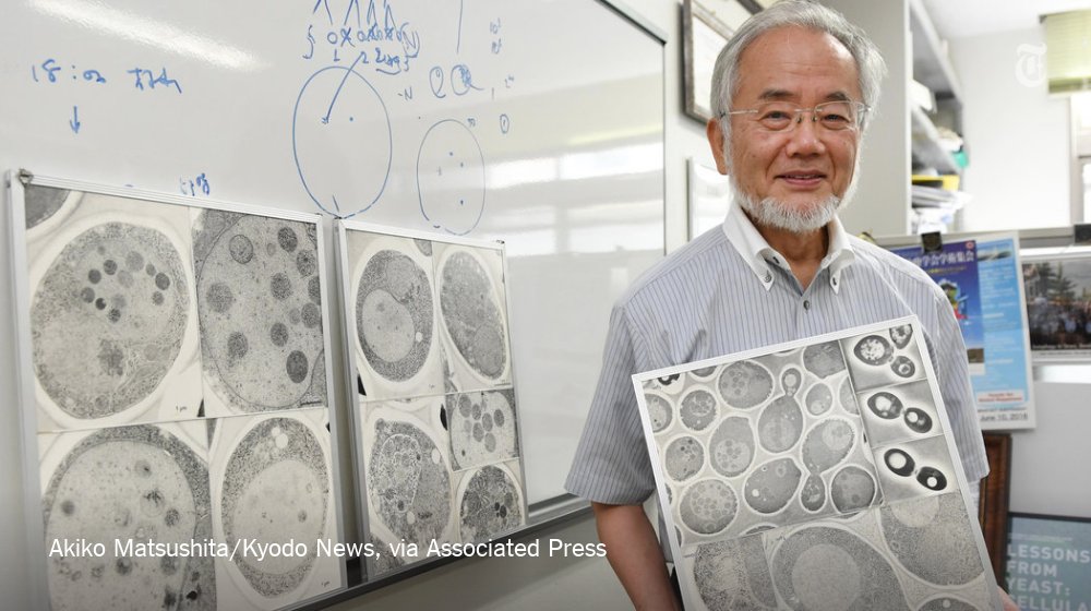 nytimes's tweet image. Yoshinori Ohsumi wins the Nobel Prize in Medicine for his work on how cells recycle their content nyti.ms/2dmBrdY