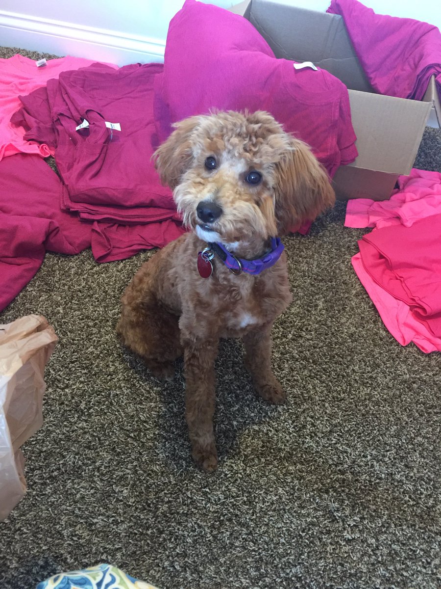 Adriene Caton On Twitter Our Goldendoodle Bella Got Her