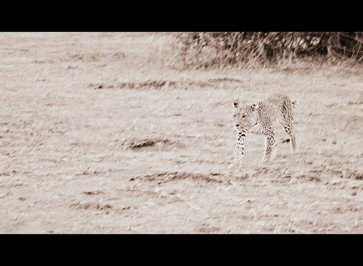 Bushguru's tweet photo. Close up vehicle inspection in #chobe #thisischobe #lostinbits https://t.co/z5aUXQmR6Y