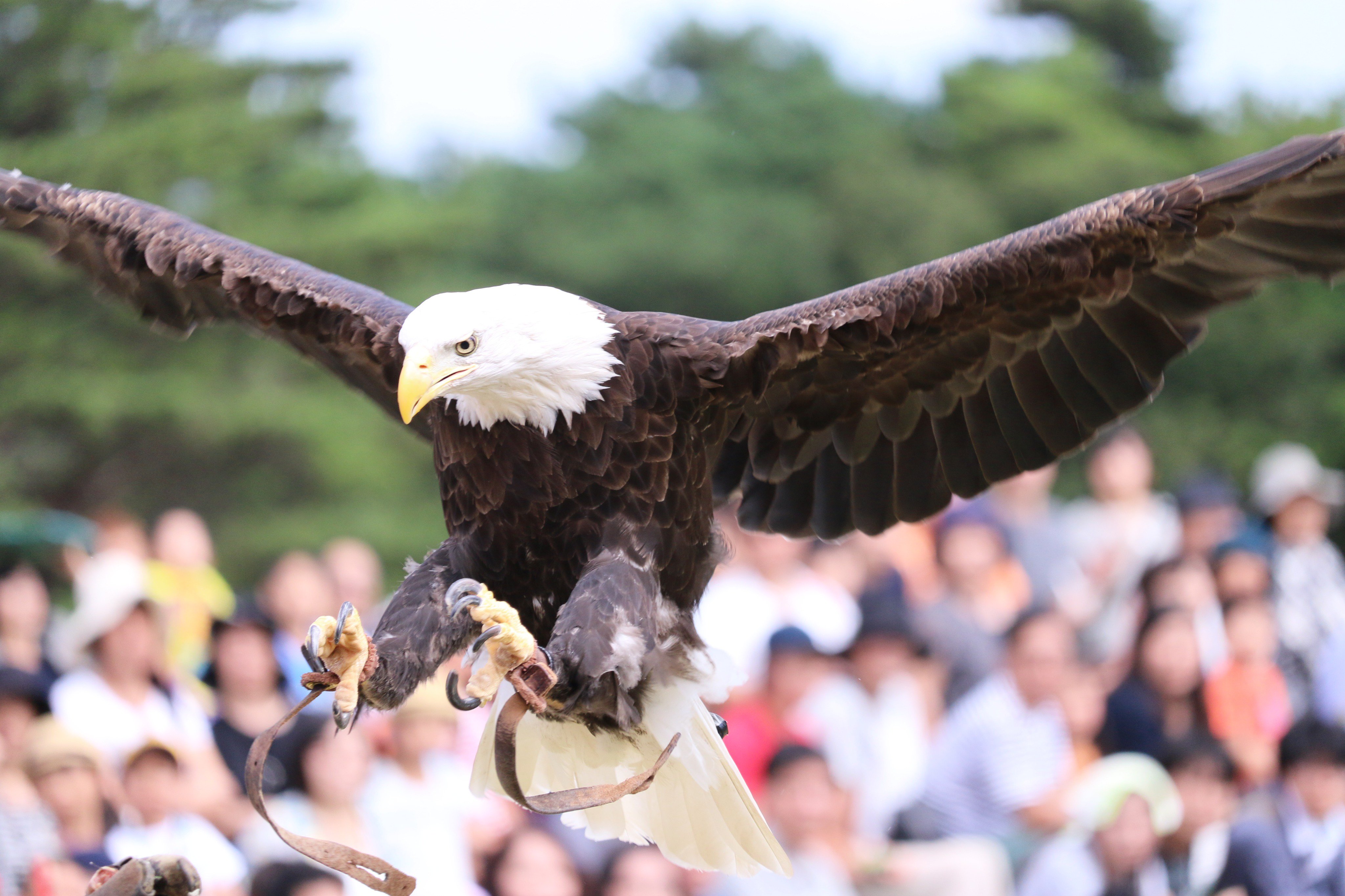 としりん1119 せりぴょん隊 En Twitter 昨日 那須動物王国で バードショーなるものを見てきました 頭の上をいくつもの種類の猛禽類が飛んでいくショーなのですが 気軽に猛禽類を撮影できるよいイベントでした 猛禽類はかっこいいですねぇ 那須動物王国