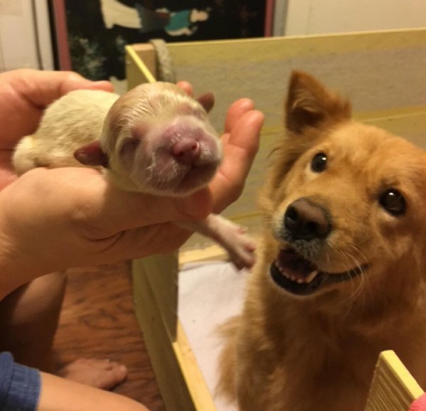 EmbraceAnimals's tweet photo. May be she is proud of it!

#dog #dogs #embracetheanimals #animals https://t.co/8snl0OWJvd