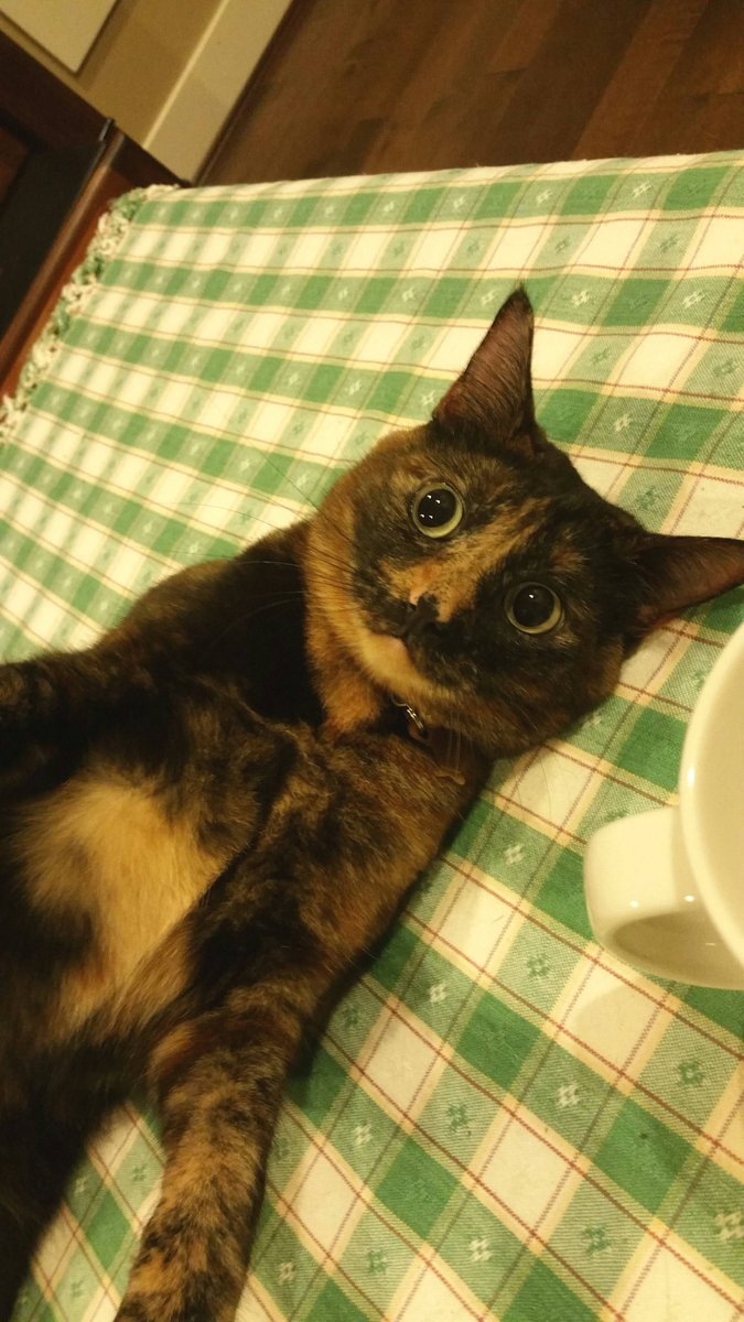 EmbraceAnimals's tweet photo. When your cat gets out this should be her face after finally coming home!

#embracetheanimals #animals #cats #cute #cat https://t.co/yMqaDWXm0V