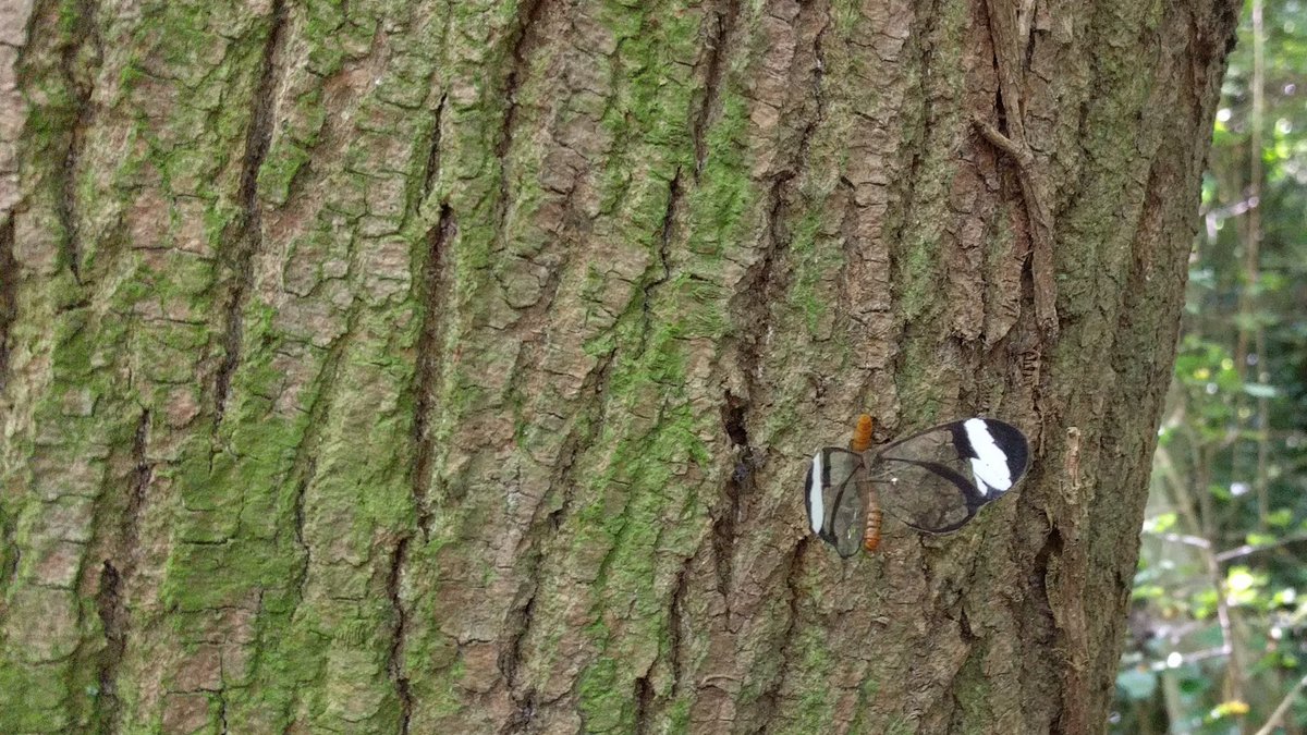 Artificial glasswing butterflies! #colsci <a href="/Camo_Lab/">Camo Lab</a>