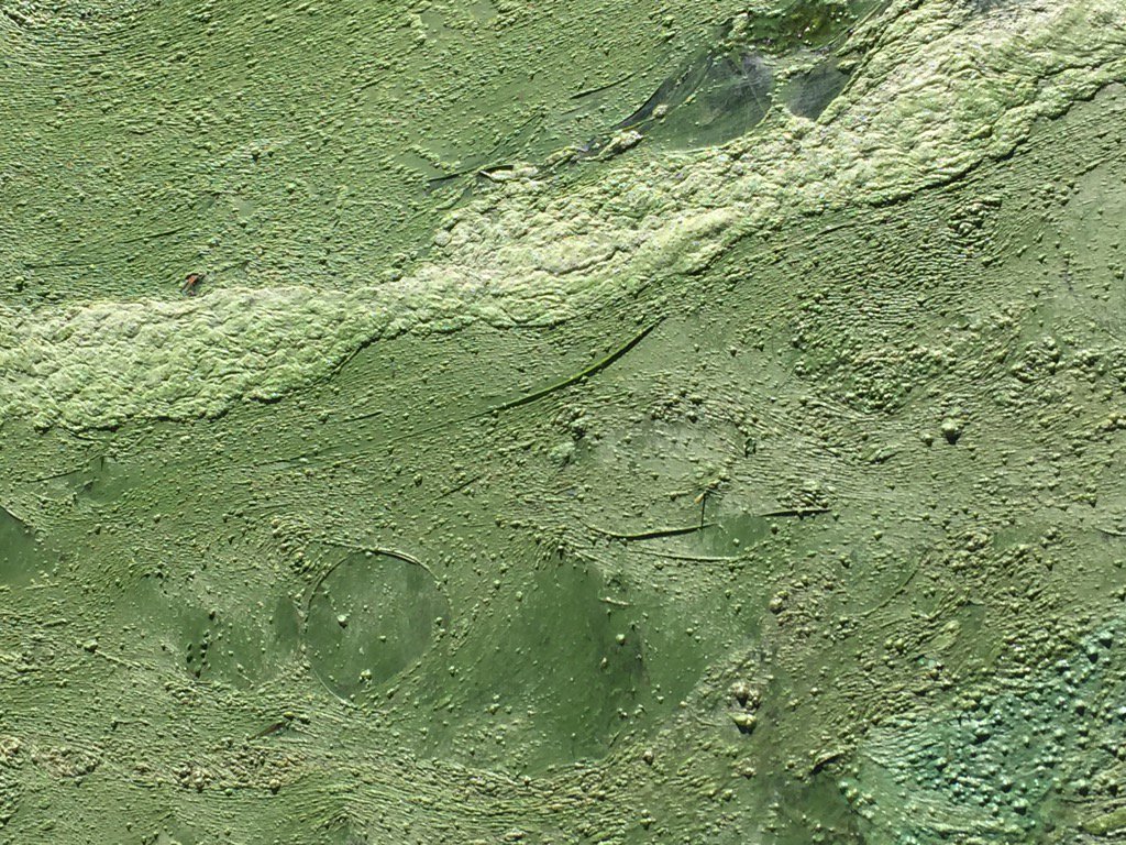 Nasty green algae on the lake. Anyone know what this is? #algae #lake