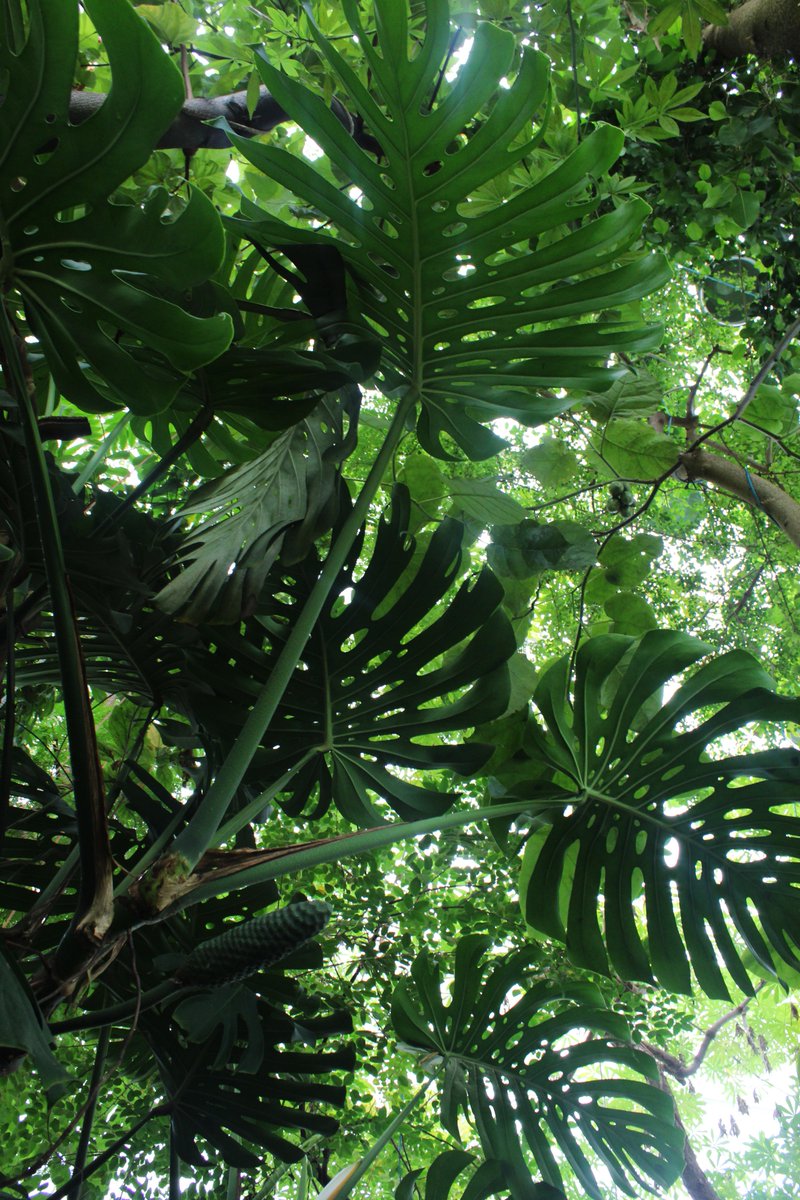 Joskus on miellyttävää hengittää kosteaa ilmaa. Botanialla se onnistuu, samalla voi nauttia ympäröivästä vehreydestä #puutarha #elämys