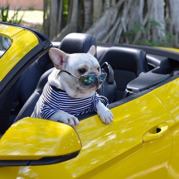 Pups and ponies are a nice combination. Show us your best little buddy hanging with your Mustang.  #MustangMonday