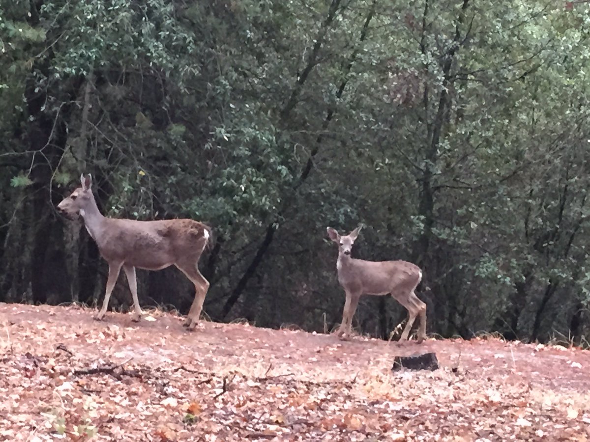 JustLabor's tweet image. Good Morning Dear Twitter followers! Happy Monday to you! #eldoradocounty #Oakland #SF