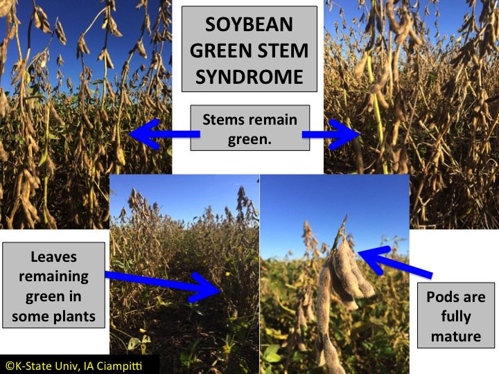 ICiampitti's tweet photo. #KSUCROPS UPDATE: #Soybeans w/green stem syndrome, source>sink, slow #harvest16 @KStateAgron @KSSoybean @UnitedSoy @AGaminKansas #greenstems https://t.co/izAw5x98Qb