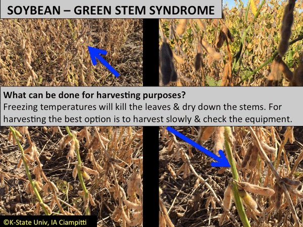 ICiampitti's tweet photo. #KSUCROPS UPDATE: #Soybeans w/green stem syndrome, source>sink, slow #harvest16 @KStateAgron @KSSoybean @UnitedSoy @AGaminKansas #greenstems https://t.co/izAw5x98Qb