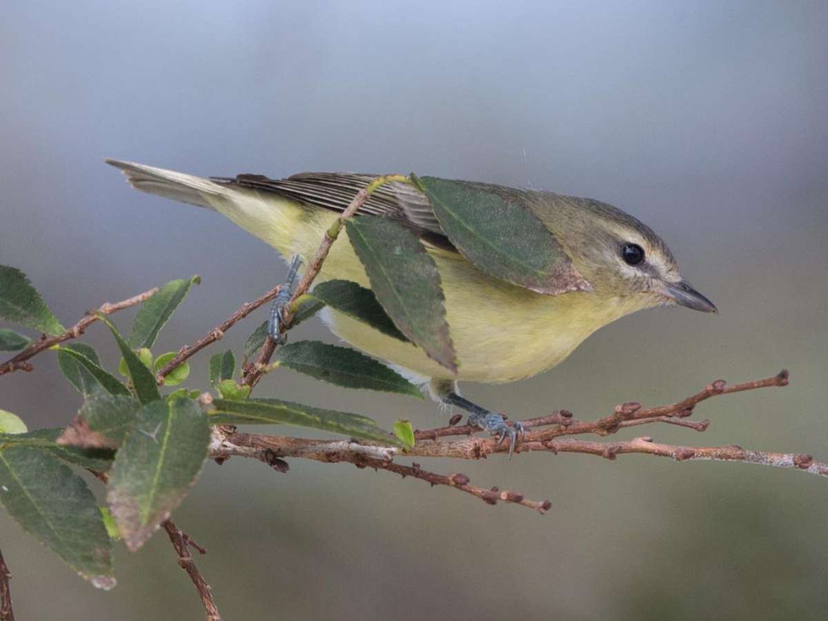 garybnunn's tweet photo. Finally found nemesis PHILADELPHIA VIREO in Point Loma, San Diego, 6 years since last one in county! #patchbirding #birds #birding https://t.co/dahuqvBSQI