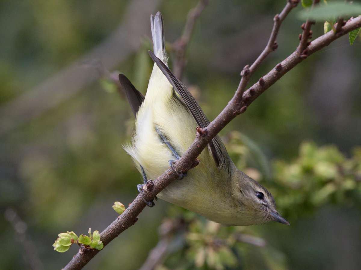 garybnunn's tweet photo. Finally found nemesis PHILADELPHIA VIREO in Point Loma, San Diego, 6 years since last one in county! #patchbirding #birds #birding https://t.co/dahuqvBSQI