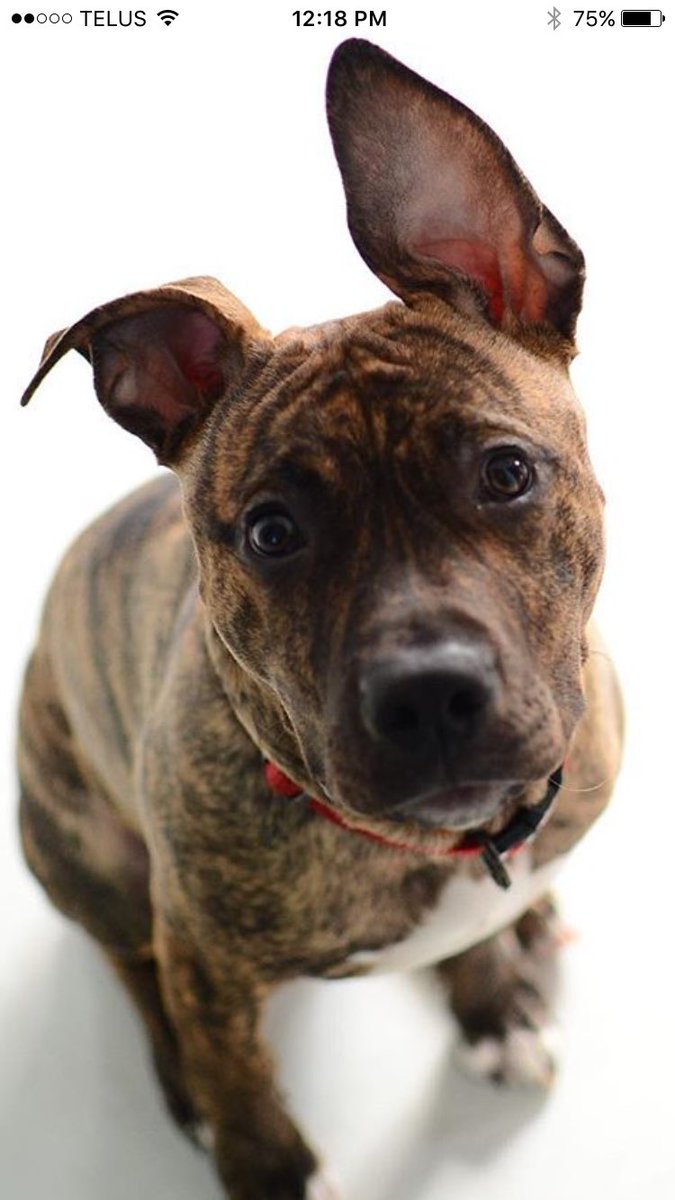 Chuckymitch's tweet photo. Ban pitbulls? It's my cat who should be banned. #shescrazy #endbsl #catproblems https://t.co/Gv3CTvZESF