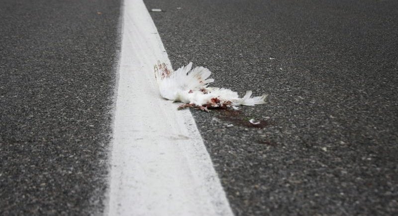 diegovanegas (@diegovanegas) on Twitter photo 