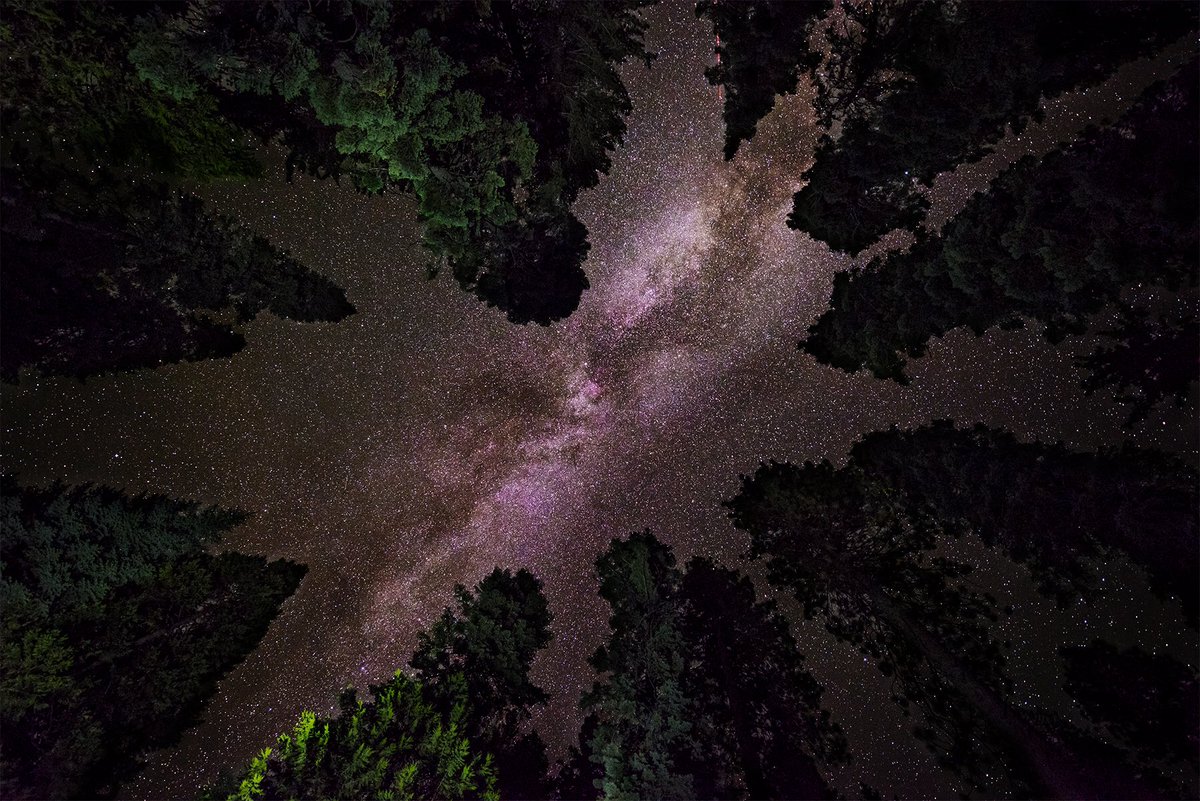 Big Trees and even bigger stars.

Calaveras Big Trees State Park | California

#california #photography #roadtrip #stars
