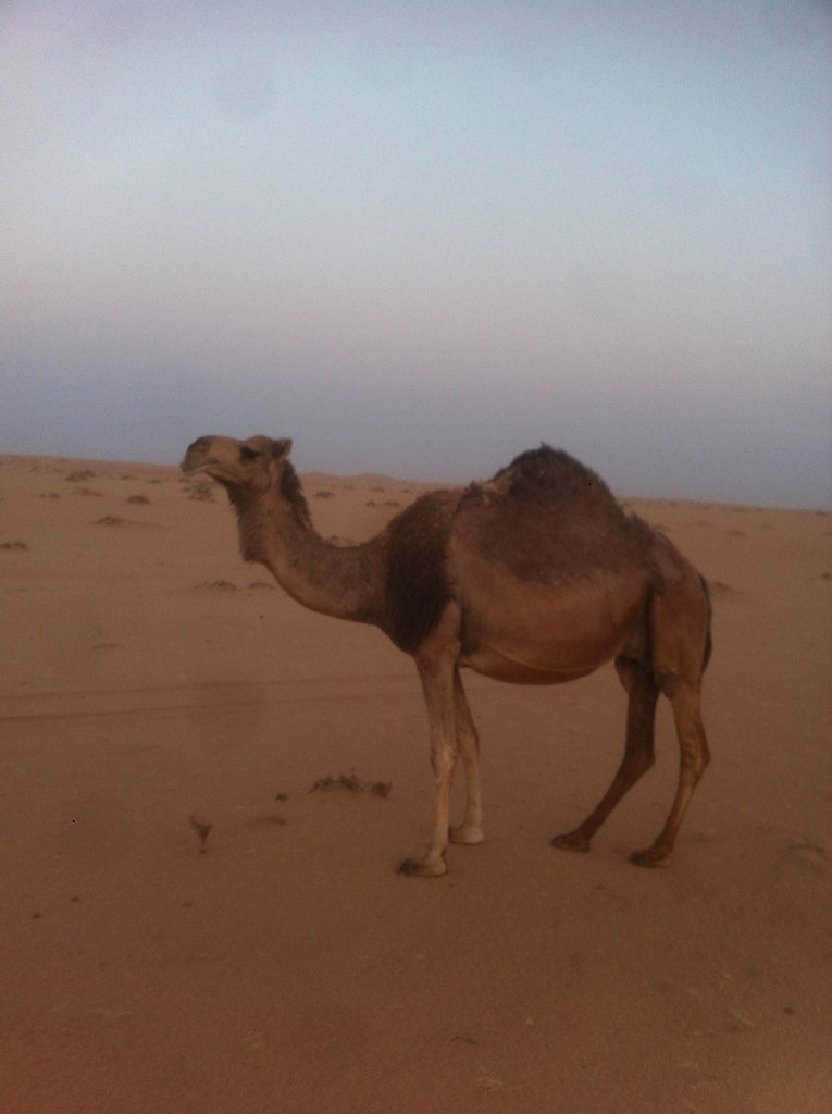 البيع حمرا لقحه التواصل ٠٥٠٤٥٩٥٠٣٨