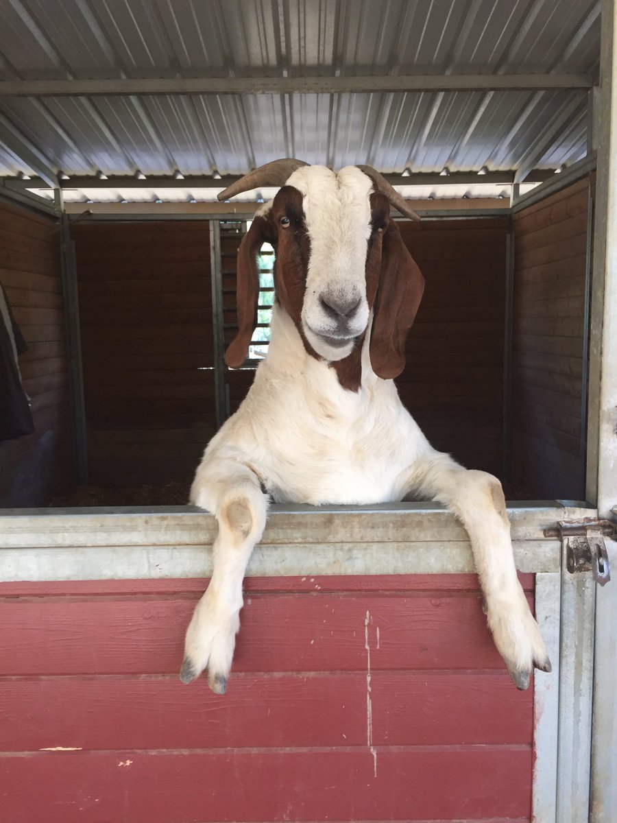 TheGentleBarn's tweet photo. Have you always wanted a goat of your own?! Sponsor Braveheart! Find him here: https://t.co/8y11pHg9dI https://t.co/lJa033KbjU
