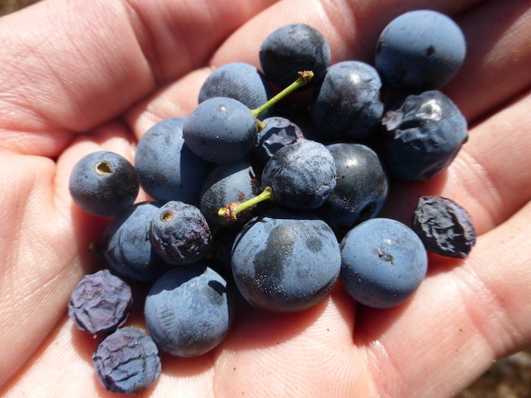 PacharanBlog's tweet image. ¿Quieres mejorar tu pacharán casero? Es fácil: selecciona tus endrinas. elblogdelpacharan.blogspot.com/2016/10/selecc…