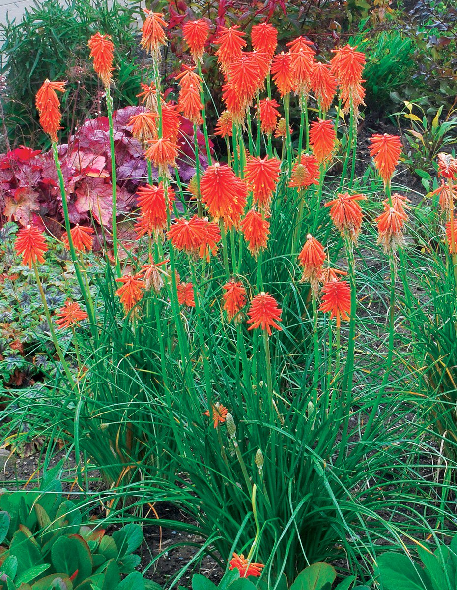 TerraNovaNurs's tweet photo. The #Kniphofia GLOW™ Series has grassy #leaves that don't bend or break easily &amp; both have a massive bloom count: https://t.co/lCzOgWUL5d https://t.co/Nj9iAt22xV