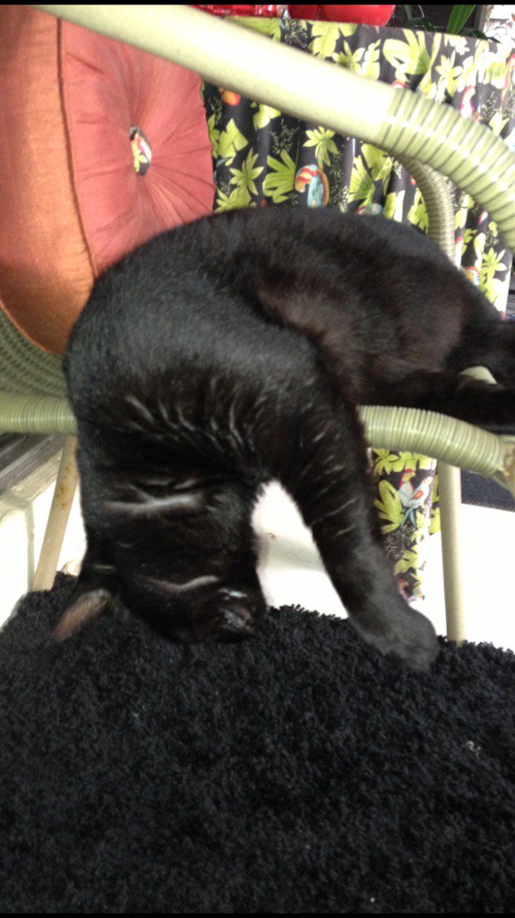 DianeEarnhardt's tweet photo. #HangingOver😴💤😴💤😻🐾😻😂 https://t.co/KnmZuwA7OZ