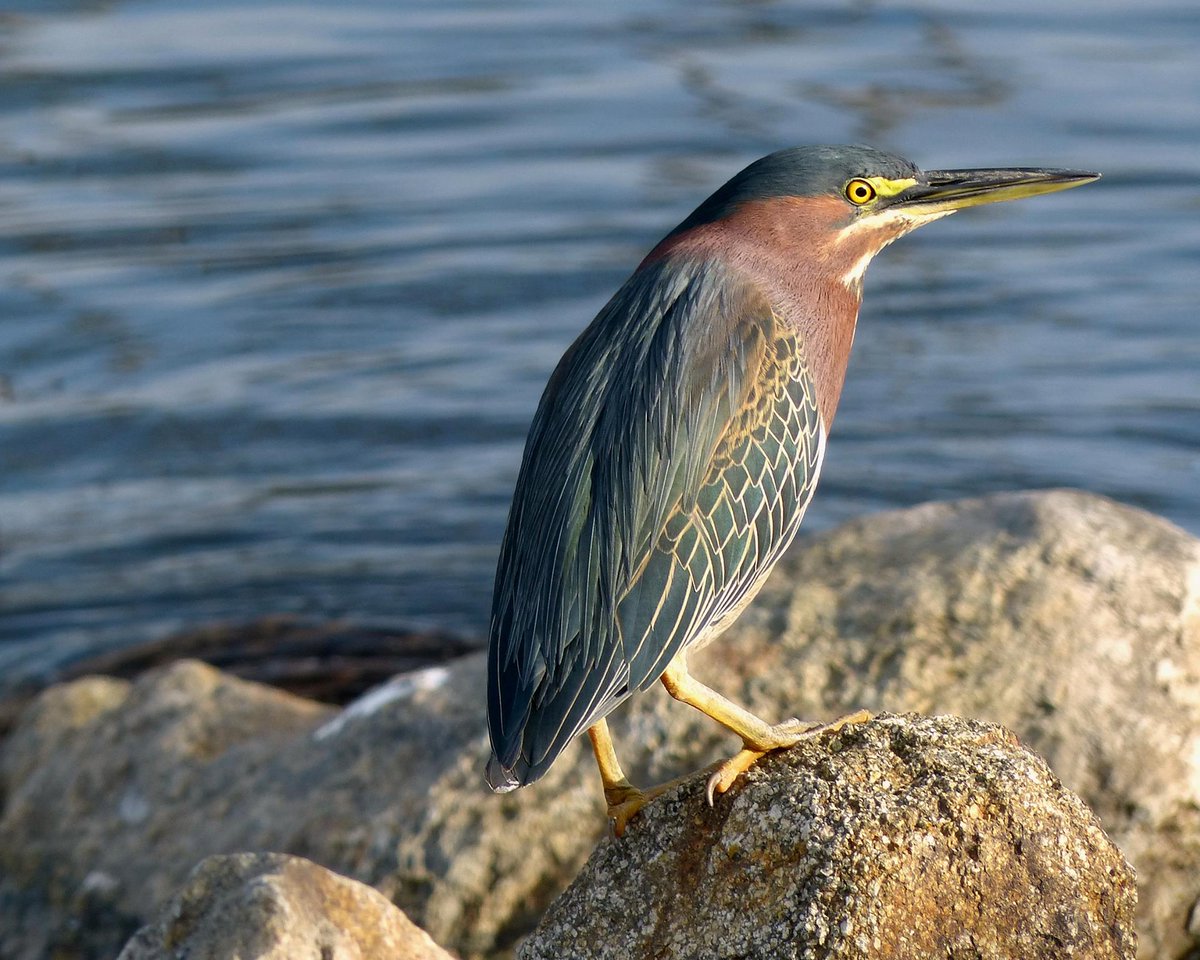 FairviewParkCM's tweet photo. Costa Mesa: Voting Yes on AA will keep Fairview Park safe for many species of special status #savefairviewpark #Election2016 #NatureAlert https://t.co/VuyZQt1vrP