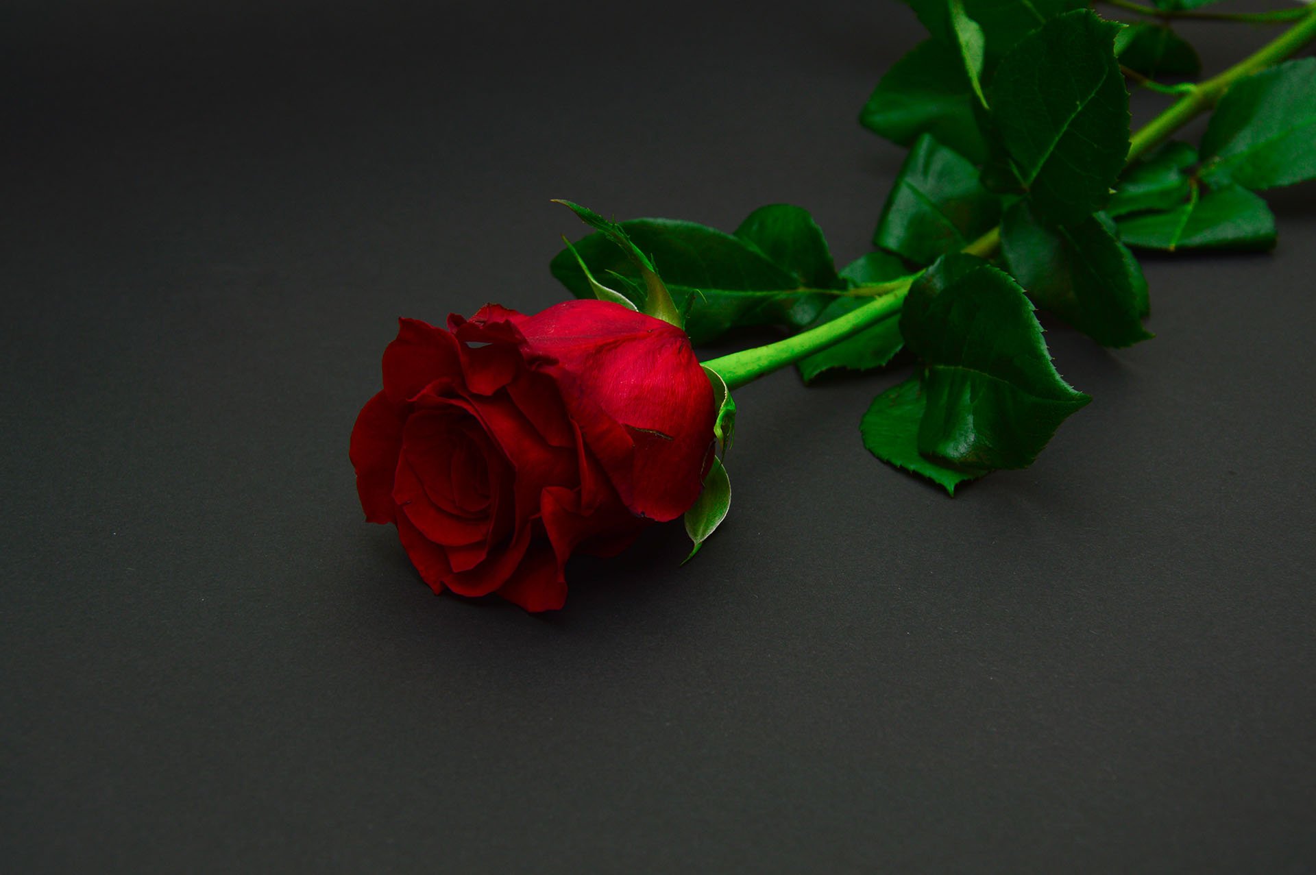 Red Roses, flower, love, romantic, HD phone wallpaper | Peakpx