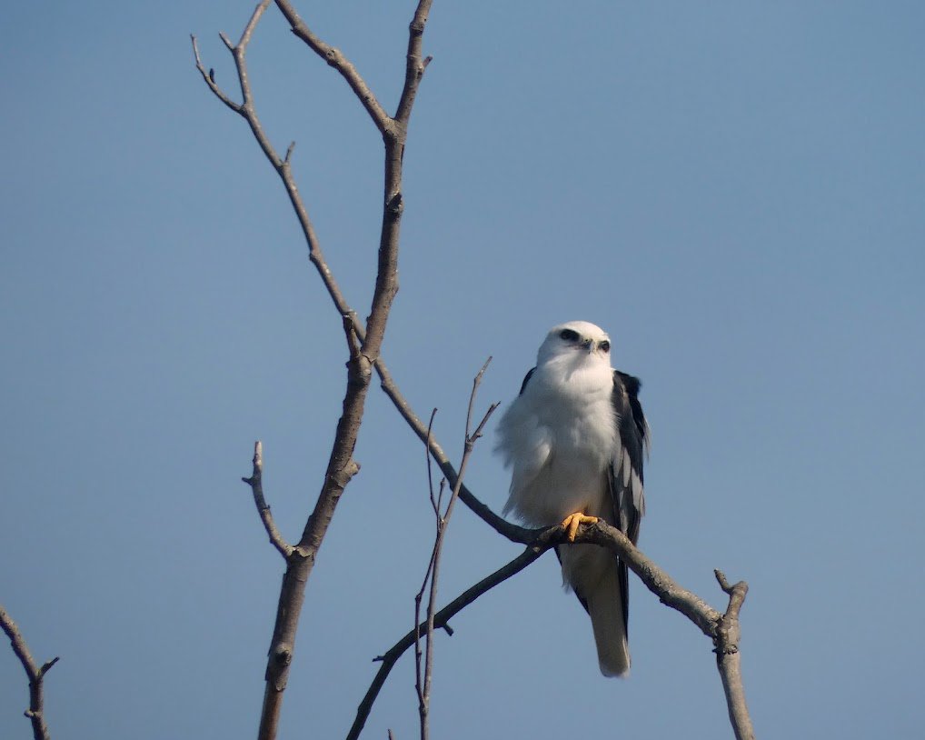 FairviewParkCM's tweet photo. Happy #WorldHabitatDay from some of the residents of Fairview Nature Park. #savefairviewpark. #nature #photography Photos By Wayne Kaplan https://t.co/3Qf8NAEv7Y