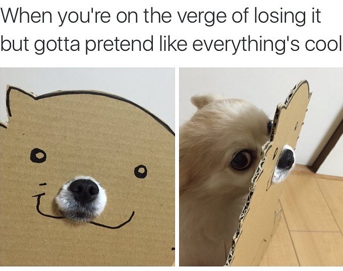 Smiling Chihuahua Meme