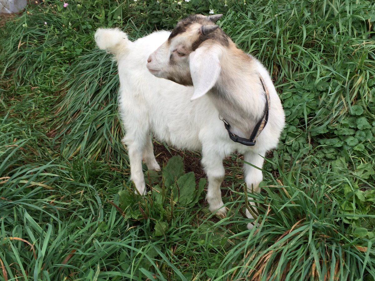 silverridge2010's tweet photo. My little "buddy " friend. Follows me everywhere https://t.co/h1FeR5qNjI