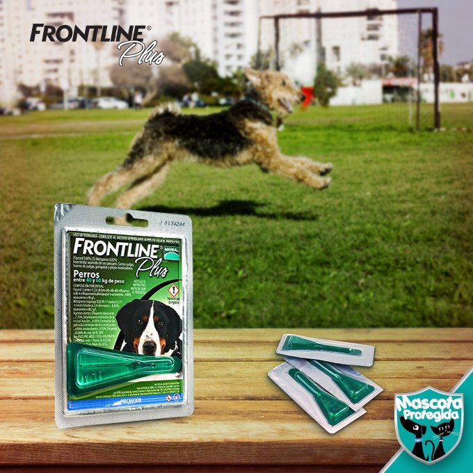 MascotaPro's tweet image. #FrontlinePlus elimina pulgas&amp;amp;garrapatas desde su etapa de huevecillos.